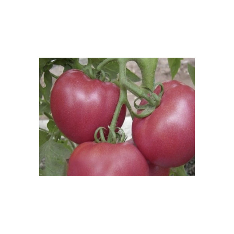 Tomate rose de Berne 500gr