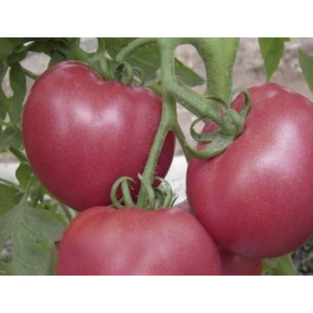 Tomate rose de Berne 500gr