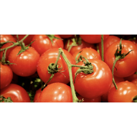 Tomate ronde paola1kg