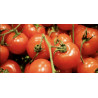 Tomate ronde paola1kg