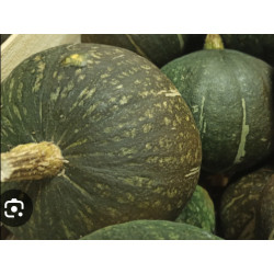 Courge verte d’Okaido, entre 800gr et 1kg