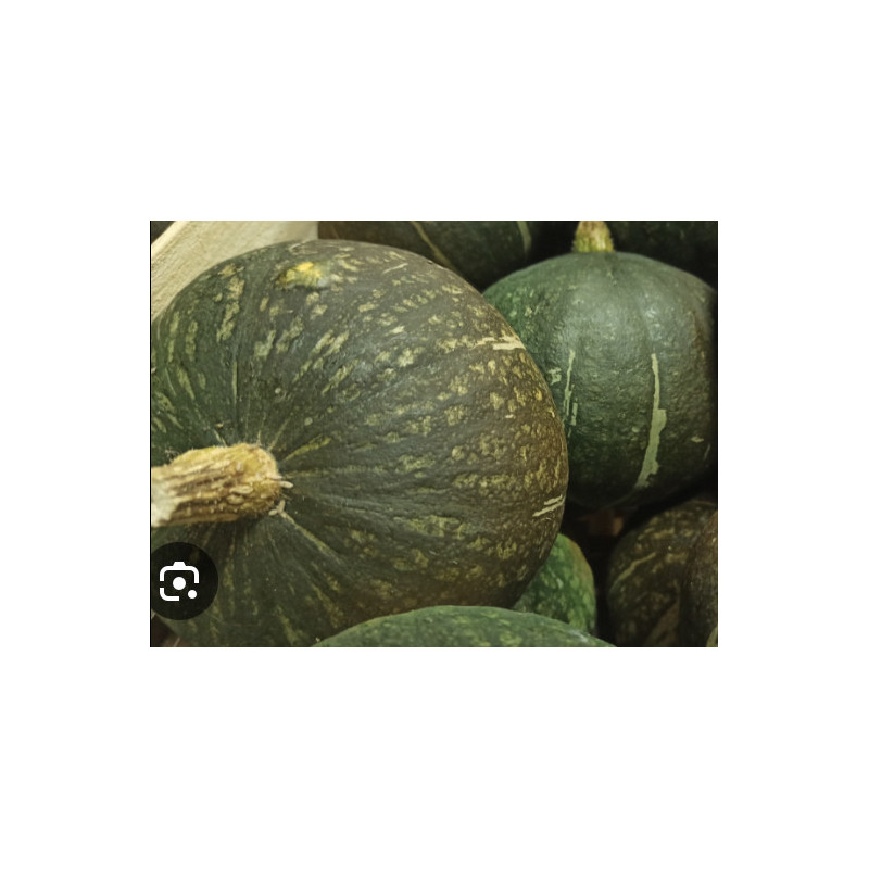 Courge verte d’Okaido, entre 800gr et 1kg