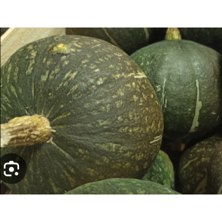 Courge verte d’Okaido, entre 800gr et 1kg
