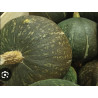 Courge verte d’Okaido, entre 800gr et 1kg