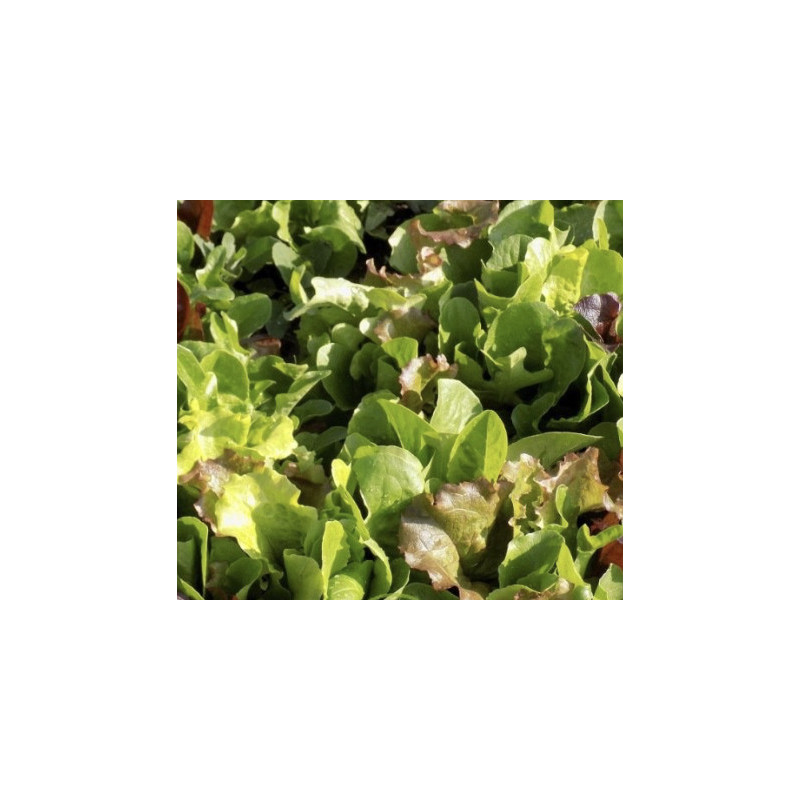 Mesclun 100gr