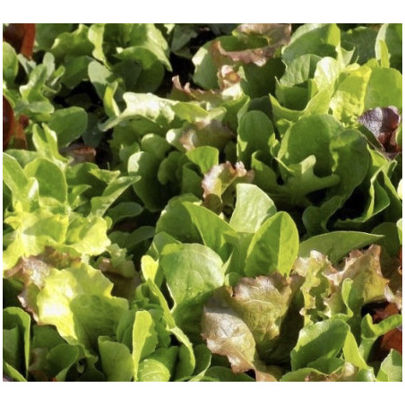 Mesclun 100gr