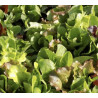 Mesclun 100gr