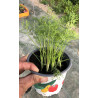 Pot d’aneth