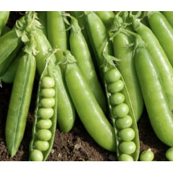 Petits pois à écosser 250gr