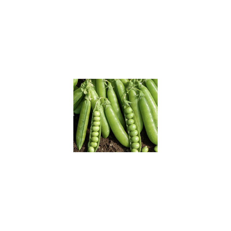 Petits pois à écosser 250gr