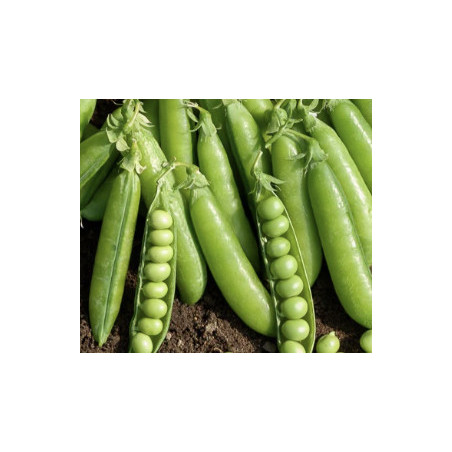 Petits pois à écosser 250gr