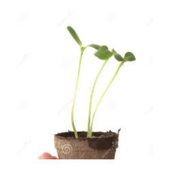 Plant de tournesol 🌻