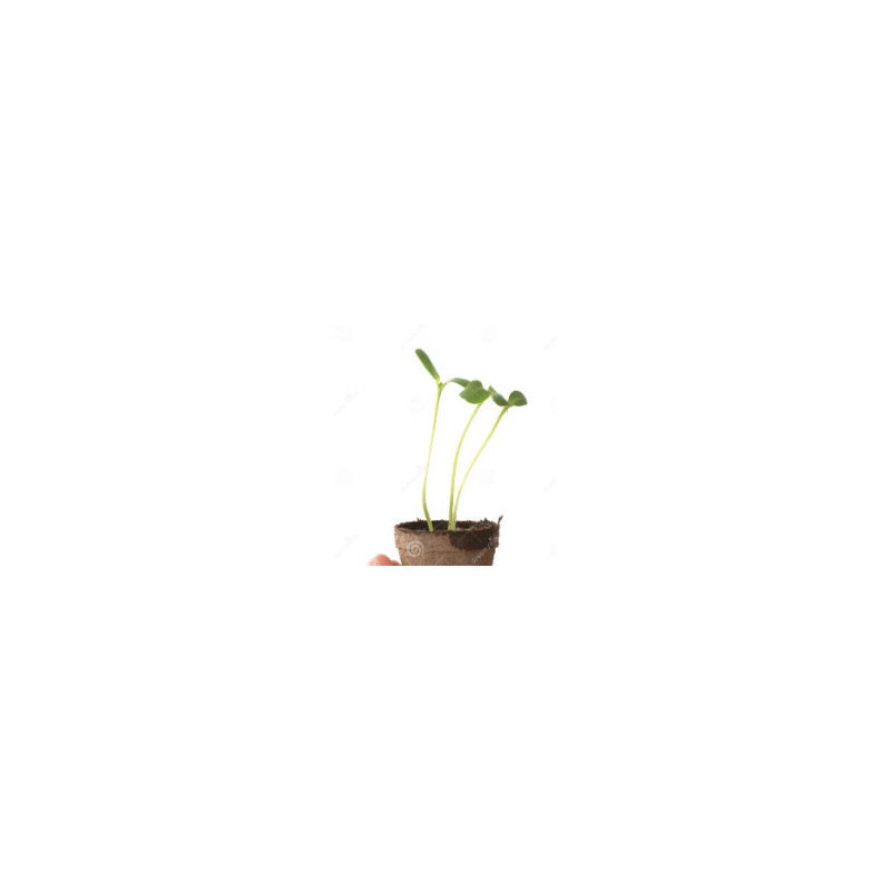 Plant de tournesol 🌻
