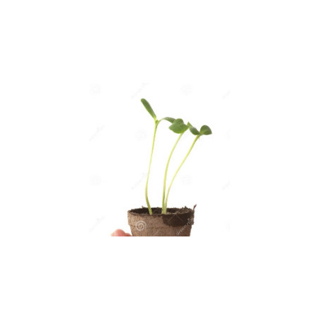 Plant de tournesol 🌻