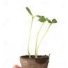 Plant de tournesol 🌻
