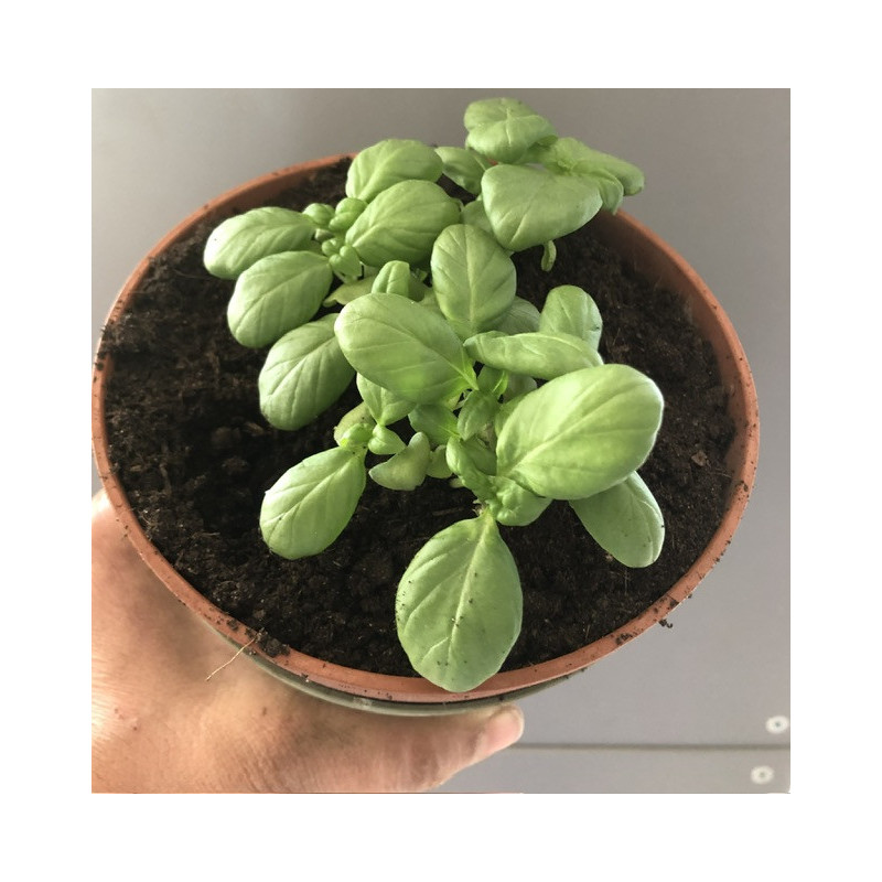 Basilic en pot