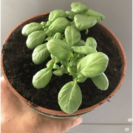 Basilic en pot