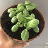 Basilic en pot