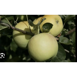 Pomme 500gr