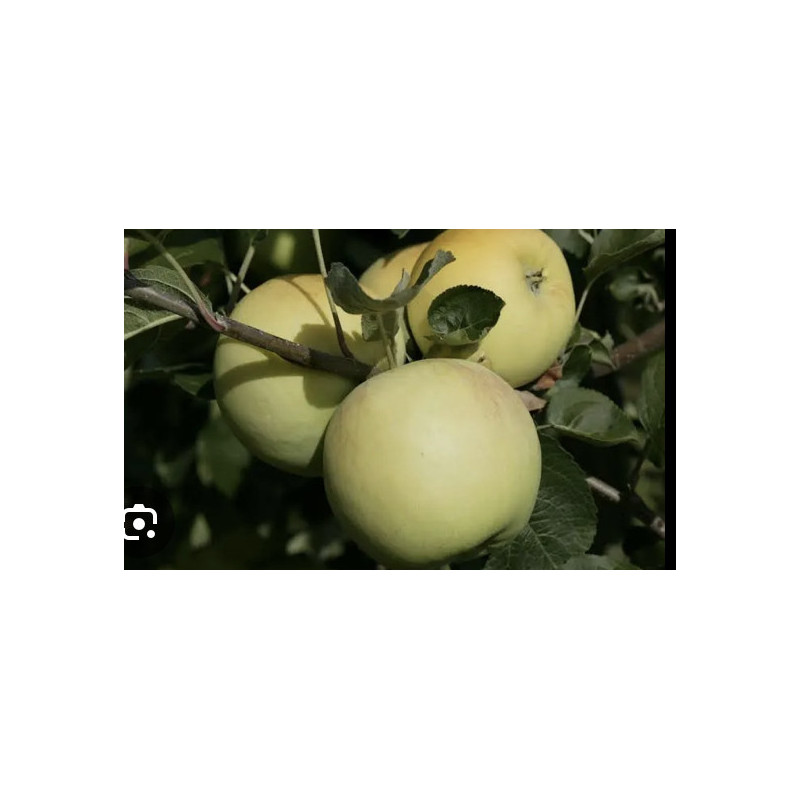 Pomme 500gr
