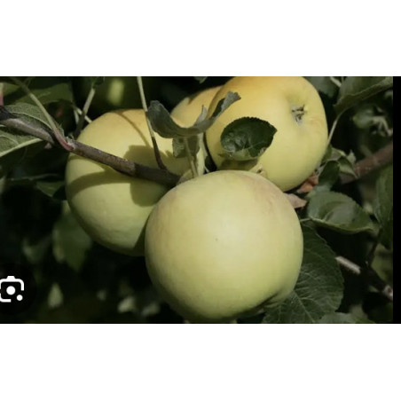 Pomme 500gr