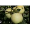 Pomme 500gr
