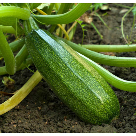 COURGETTE VERTE