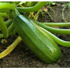 COURGETTE VERTE