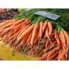Carottes botte primeurs 500 gr