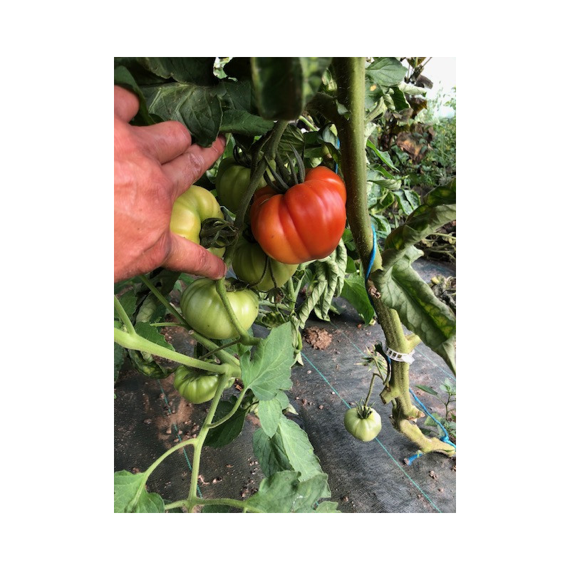 TOMATE COEUR DE BOEUF