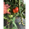 TOMATE COEUR DE BOEUF