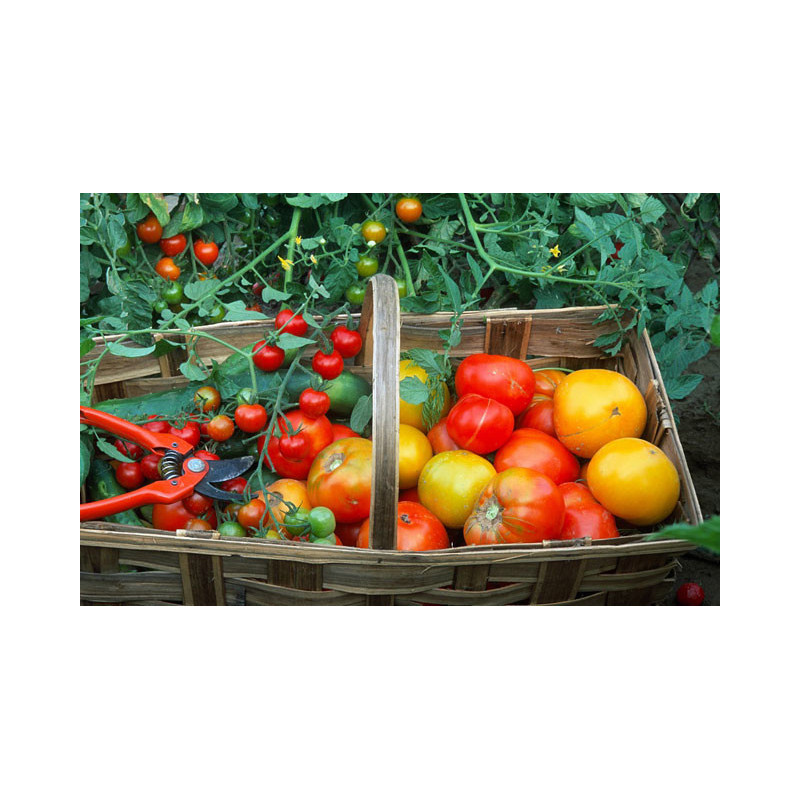 TOMATES MELANGE 1KG TOMATES MELANGE 1KG