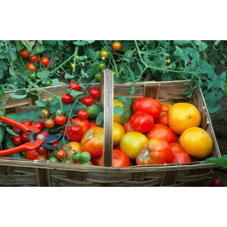 TOMATES MELANGE 1KG