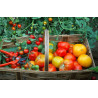 TOMATES MELANGE 1KG TOMATES MELANGE 1KG