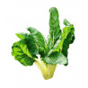 COTTE BETTE 250GR