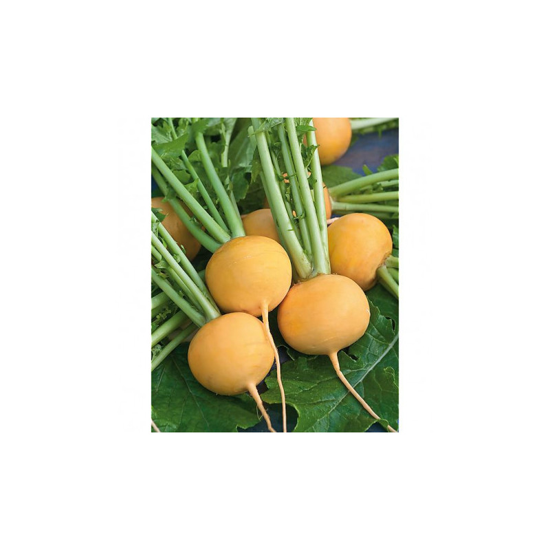NAVET JAUNE 500GR
