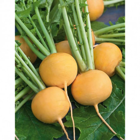 NAVET JAUNE 500GR
