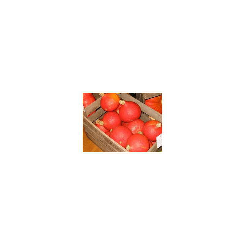 POTIMARRON 1kg POTIMARRON 1kg