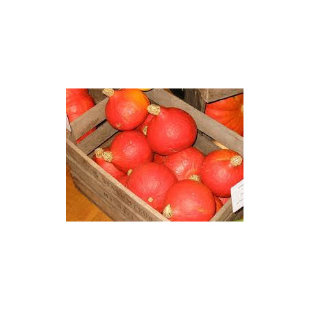 POTIMARRON 1kg