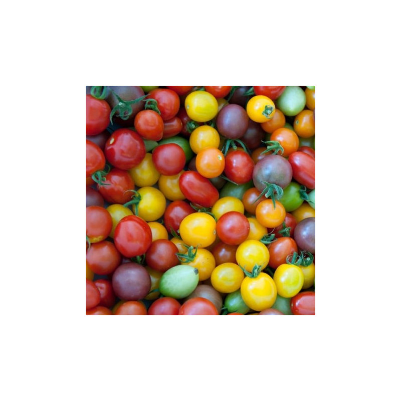 Tomate cerise 250GR