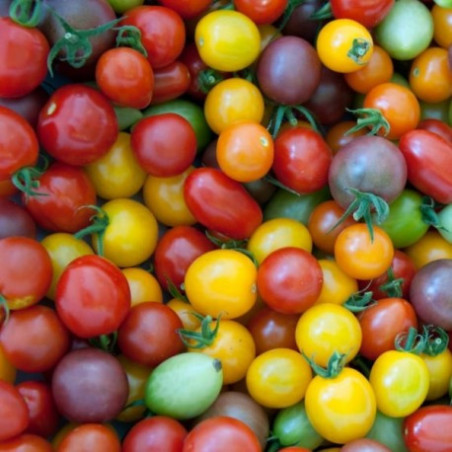 Tomate cerise 250GR
