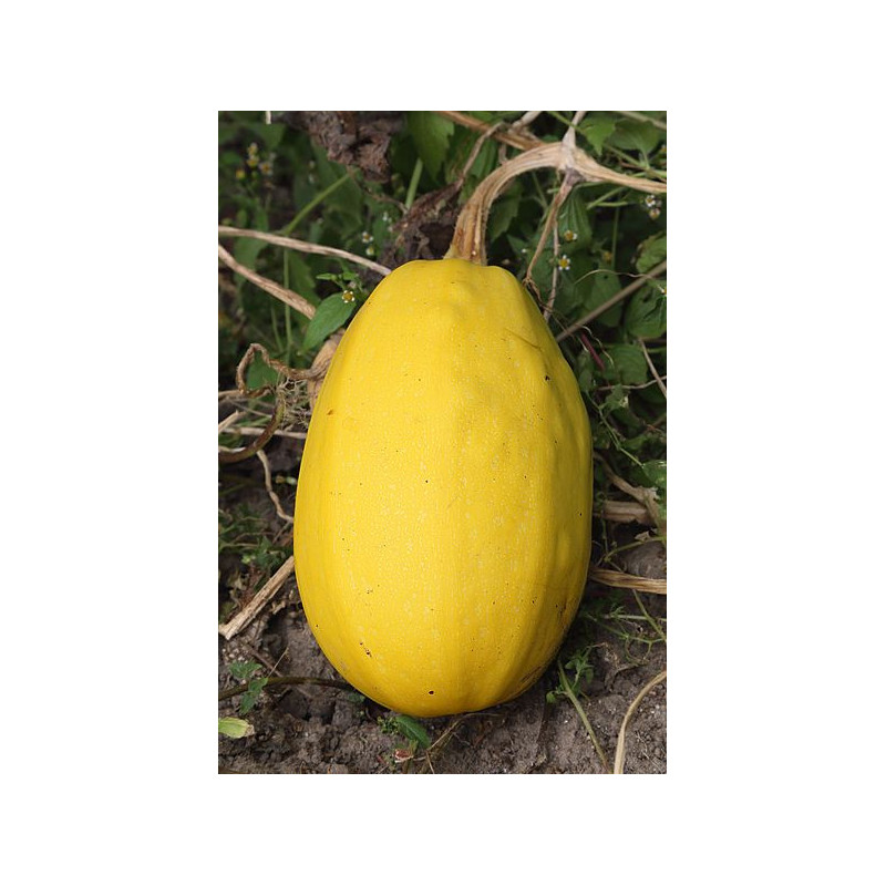 COURGE SPAGHETTI