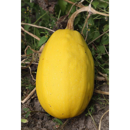 COURGE SPAGHETTI