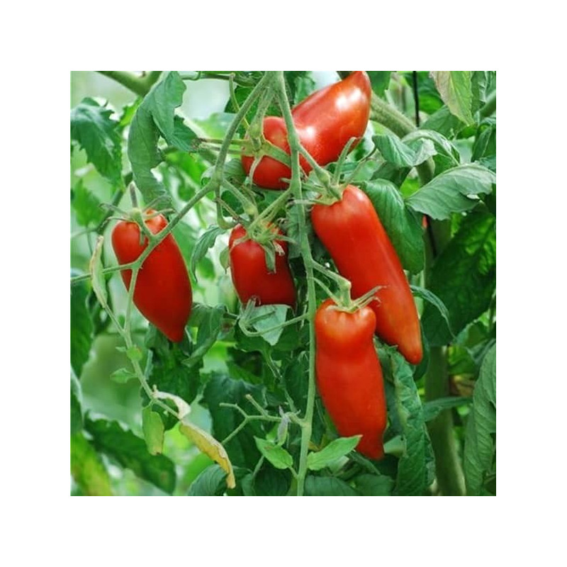 TOMATE CORNU DES ANDES 500GR