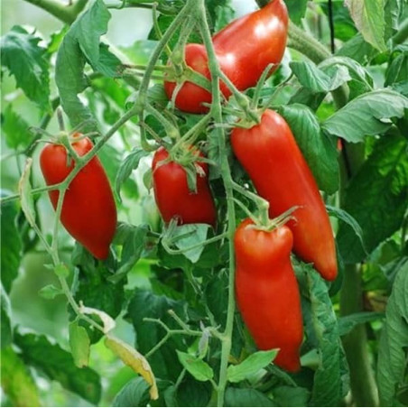 TOMATE CORNU DES ANDES 500GR