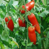 TOMATE CORNU DES ANDES 500GR