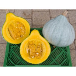 courge blue ballet