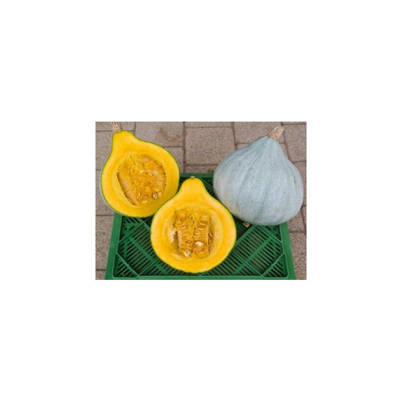 courge blue ballet