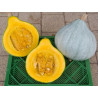 courge blue ballet