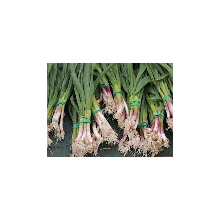 Aillet ou ail nouveau, la botte de 3